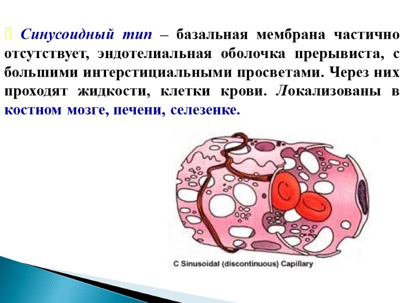 Синусоидный тип – базальная мембрана частично отсутствует, эндотелиальная оболочка прерывиста, с большими интерстициальными просветами.